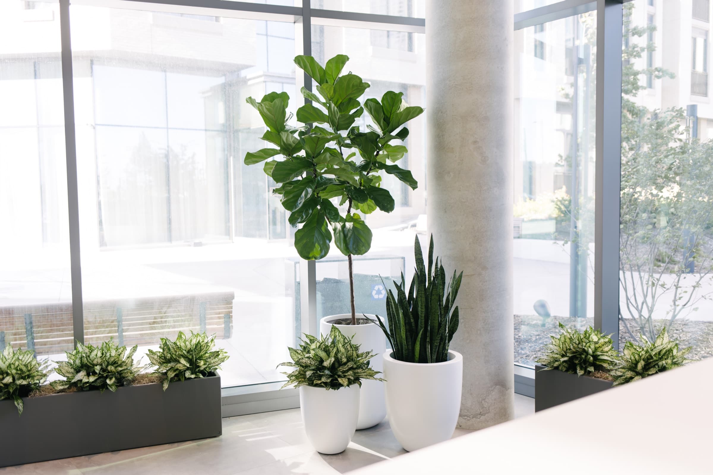 Modern office transformed with Benji's custom plant installation